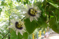 Passiflora edulis